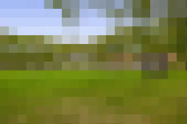 Boekweit 10 Eersel thumbnail 42
