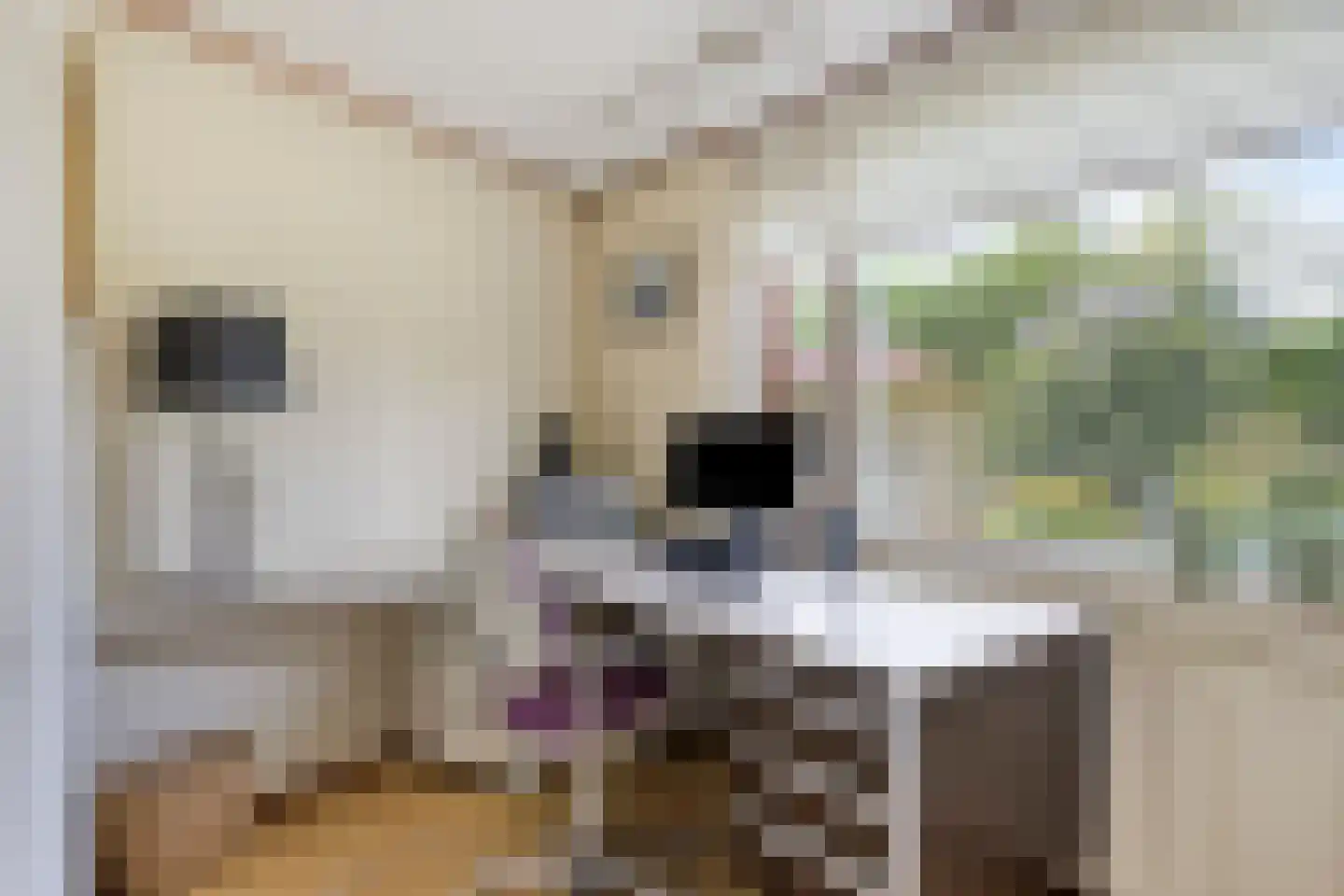 Boekweit 20 Borne thumbnail 20