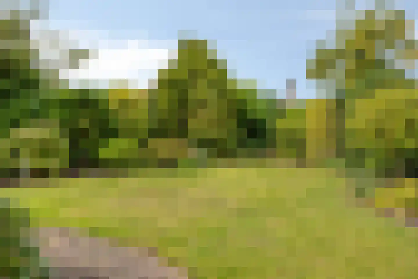 Boekweit 20 Borne thumbnail 6