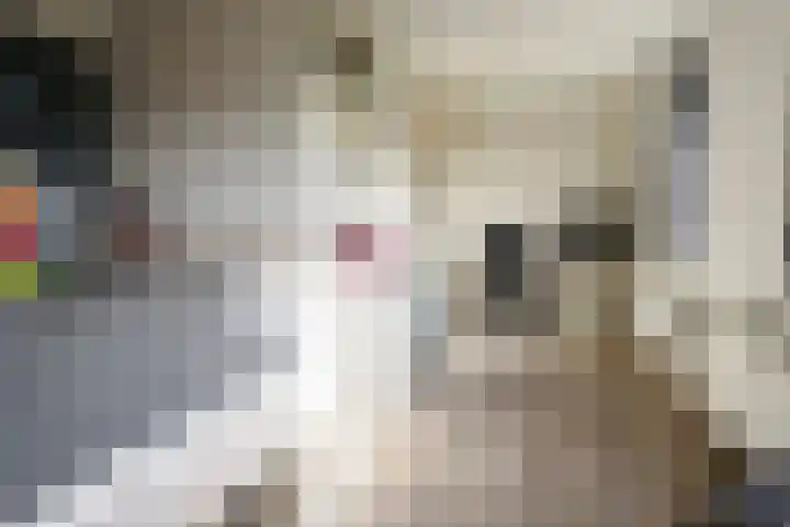 Boekweit 30 Borne thumbnail 34