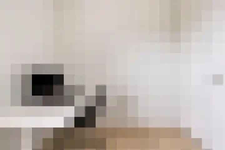 Boekweit 45 Boekel thumbnail 29