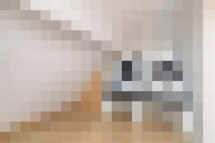 Boekweit 45 Boekel thumbnail 37