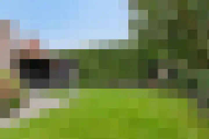 Boekweit 45 Boekel thumbnail 44