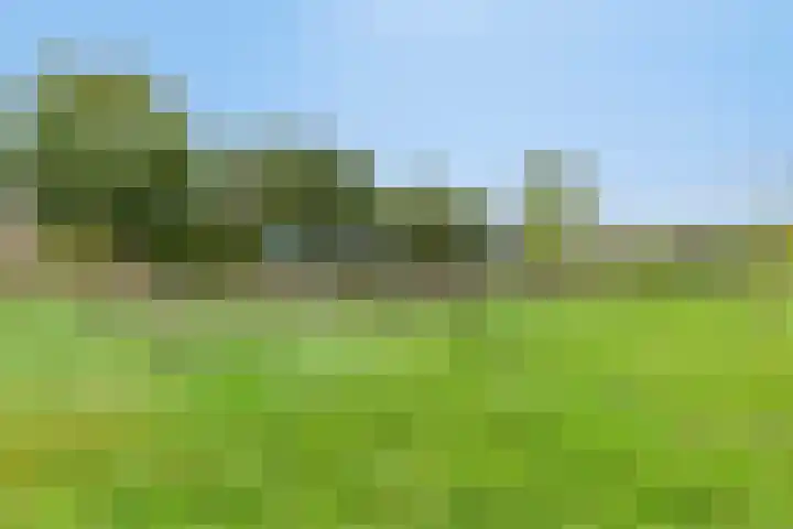Boekweit 45 Boekel thumbnail 50