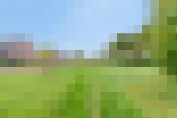 Boekweit 45 Boekel thumbnail 51
