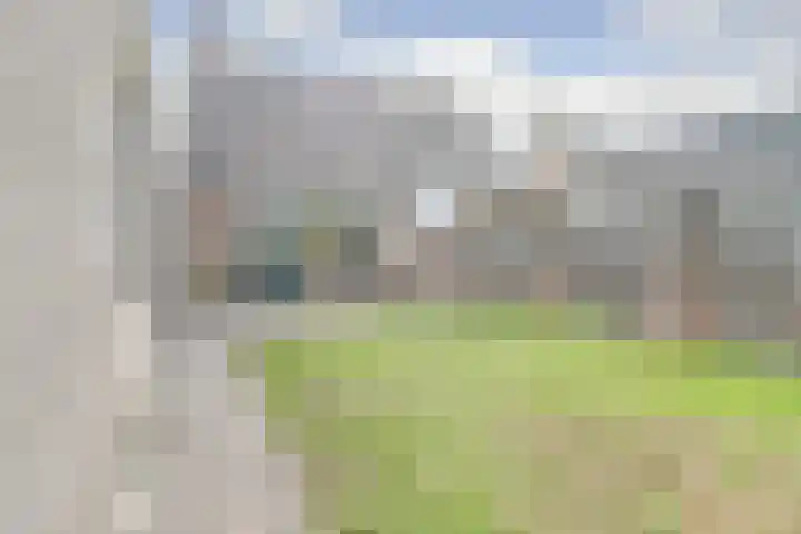 Boekweit 6 Haaren foto 2