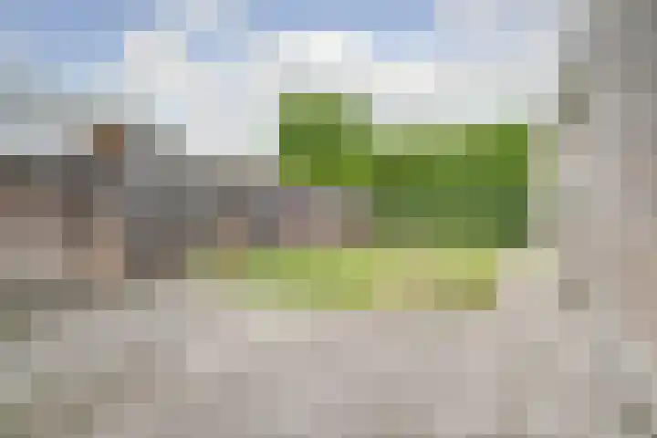 Boekweit 6 Haaren thumbnail 23