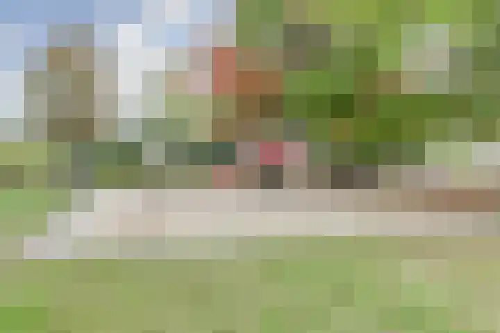 Boekweit 6 Haaren thumbnail 31