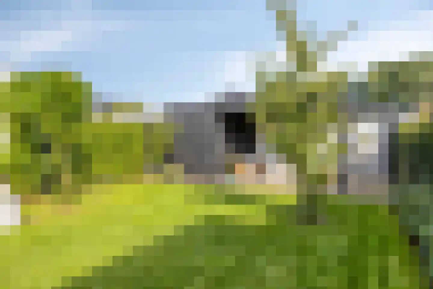 Boekweit 9 Someren thumbnail 39
