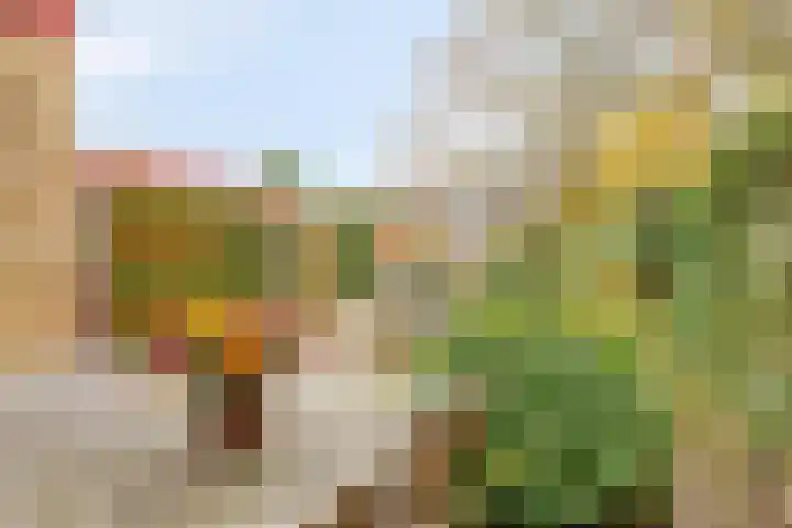 Boekweit-oord 2 Houten thumbnail 43