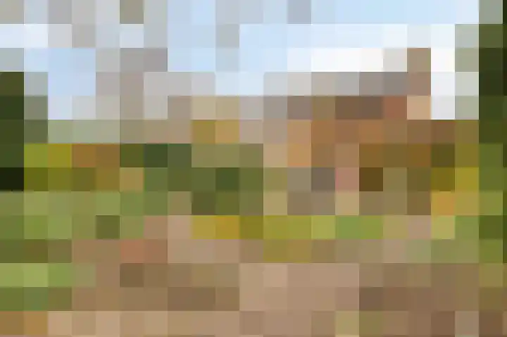 Boekweit-oord 2 Houten thumbnail 46