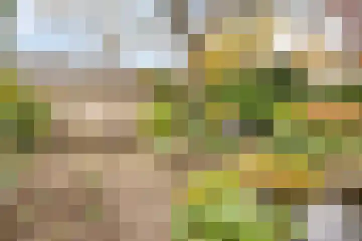 Boekweit-oord 2 Houten thumbnail 47