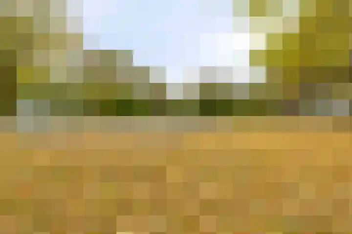 Boekweit-oord 2 Houten thumbnail 53