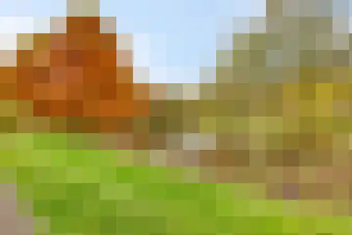 Boekweit-oord 2 Houten thumbnail 55
