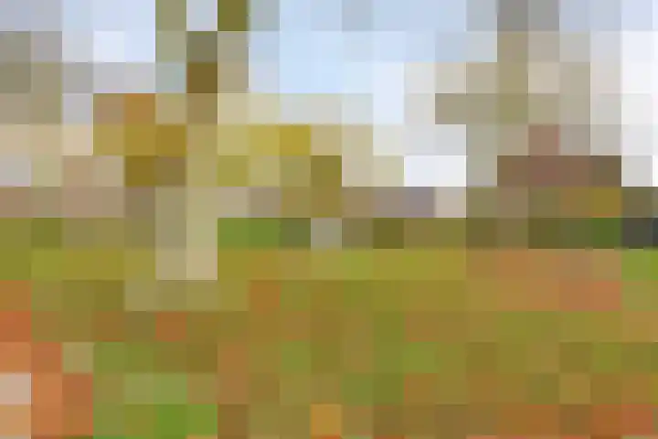 Boekweit-oord 2 Houten thumbnail 56
