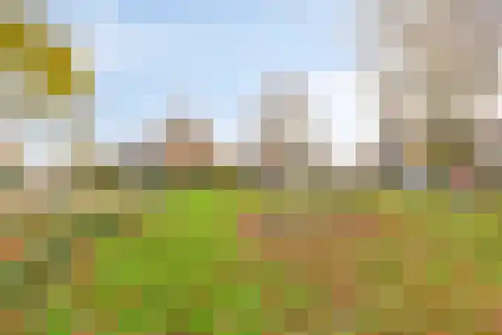 Boekweit-oord 2 Houten thumbnail 57