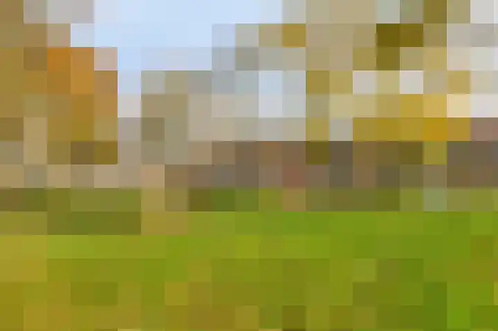 Boekweit-oord 2 Houten thumbnail 58