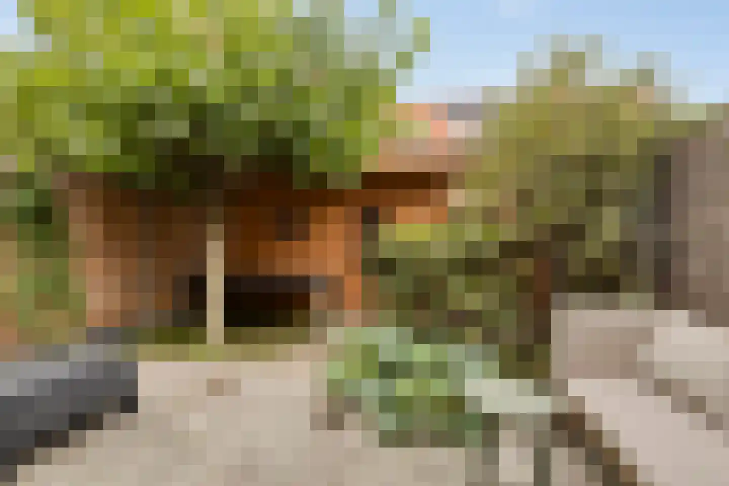 Boekweitakker 10 Pijnacker thumbnail 6