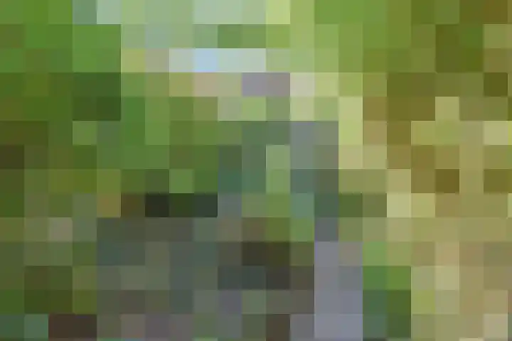 Boekweitakker 15 Zoetermeer thumbnail 31