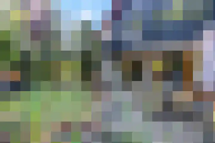 Boekweitakker 2 Doorn thumbnail 20