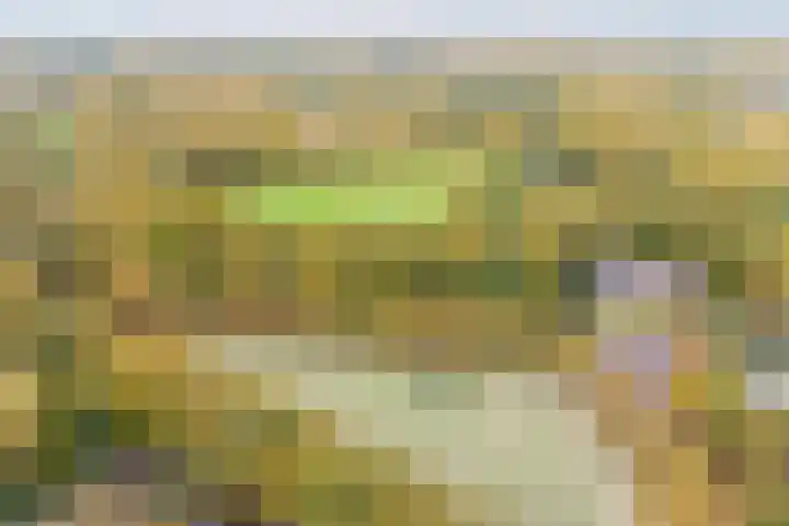 Boekweitakker 2 Doorn thumbnail 51