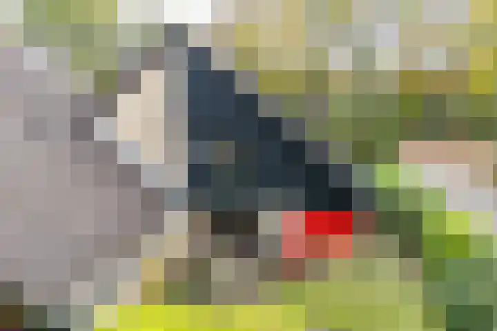 Boekweitakker 2 Doorn thumbnail 52