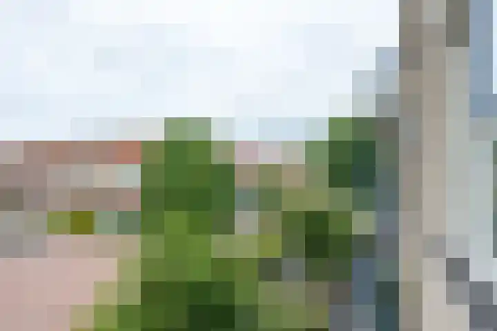 Boekweitakker 26 Barneveld thumbnail 36