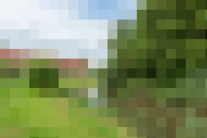 Boekweitakker 26 Barneveld thumbnail 42