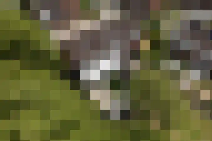 Boekweitdreef 198 Doetinchem thumbnail 47