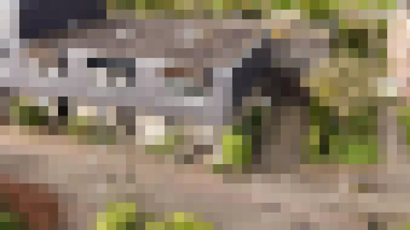 Boekweitkamp 2 Leiderdorp thumbnail 6