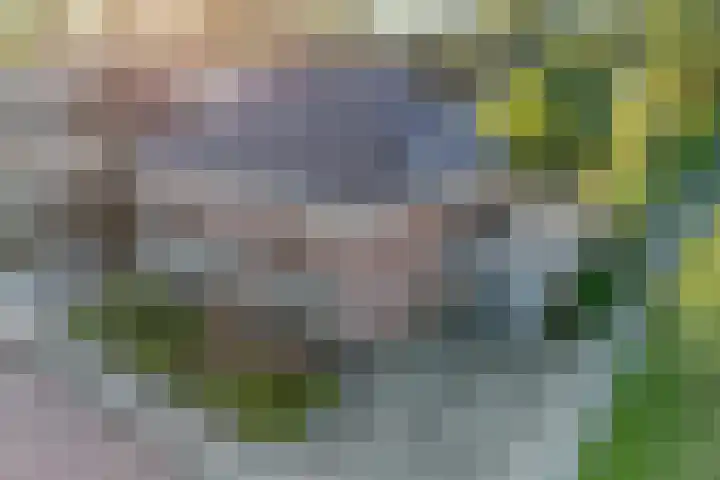 Boekweitland 27 Dalfsen thumbnail 4
