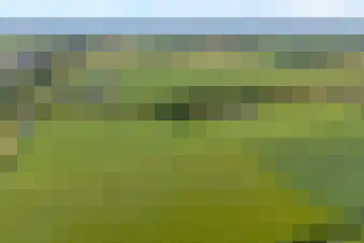Boekweitland 27 Dalfsen thumbnail 46