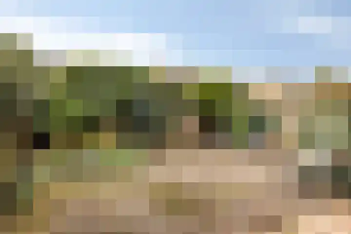 Boekweitsdries 10 Swalmen thumbnail 30
