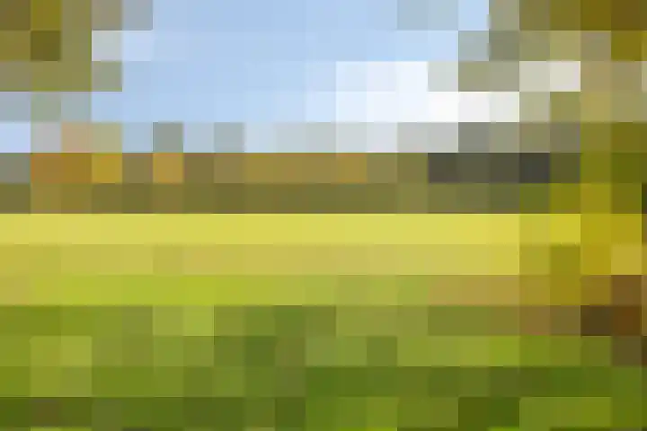 Boekweitsdries 10 Swalmen thumbnail 35