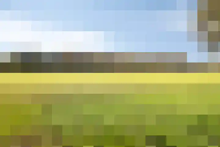 Boekweitsdries 10 Swalmen thumbnail 36