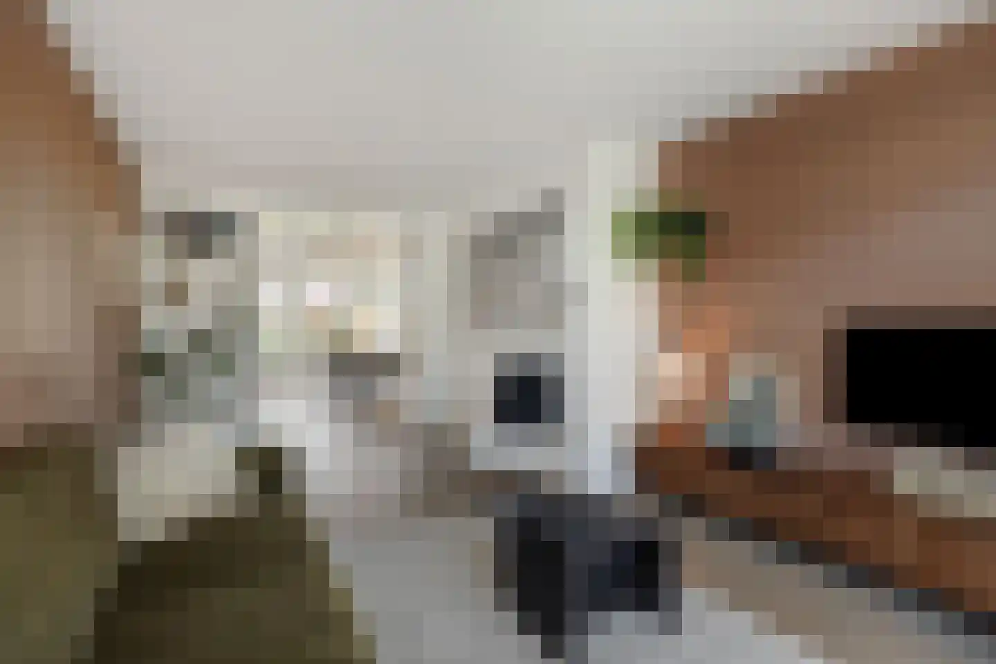 Boekweitstraat 12 Nuland thumbnail 4