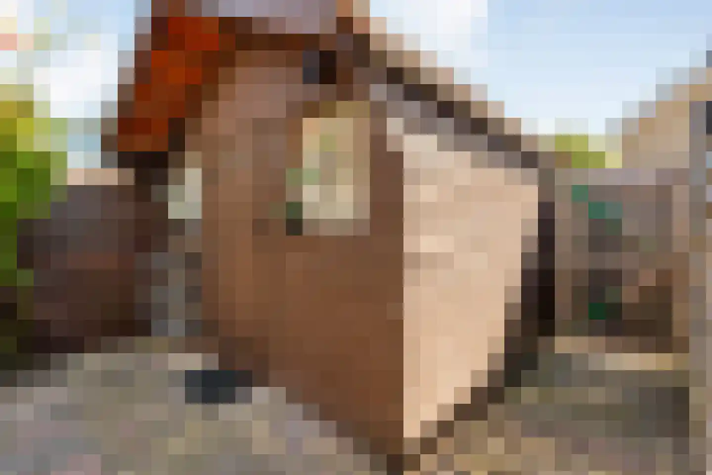 Boekweitstraat 17 Slagharen thumbnail 39
