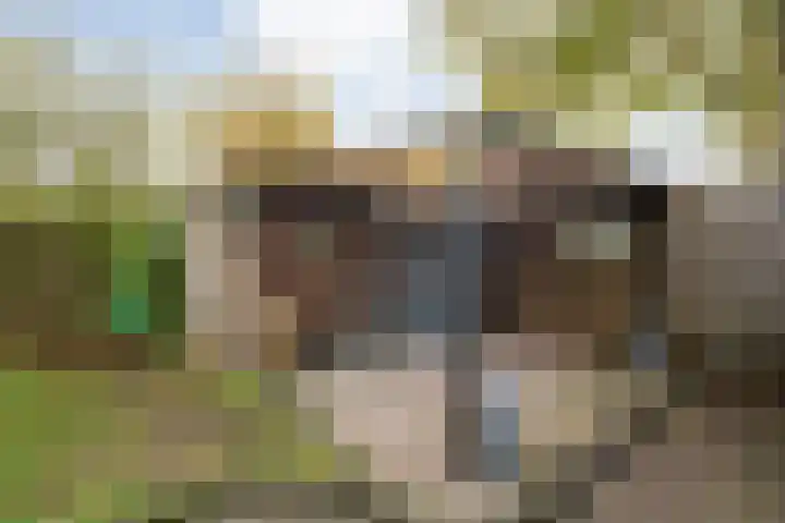 Boekweitstraat 22 Slagharen thumbnail 29