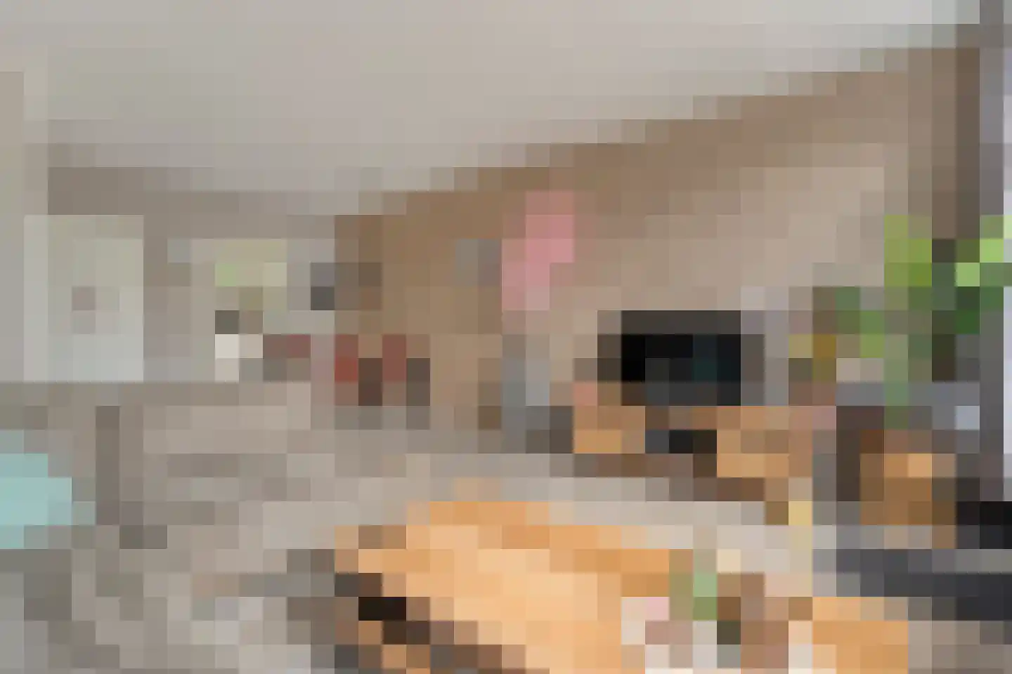 Boekweitstraat 27 Slagharen thumbnail 8