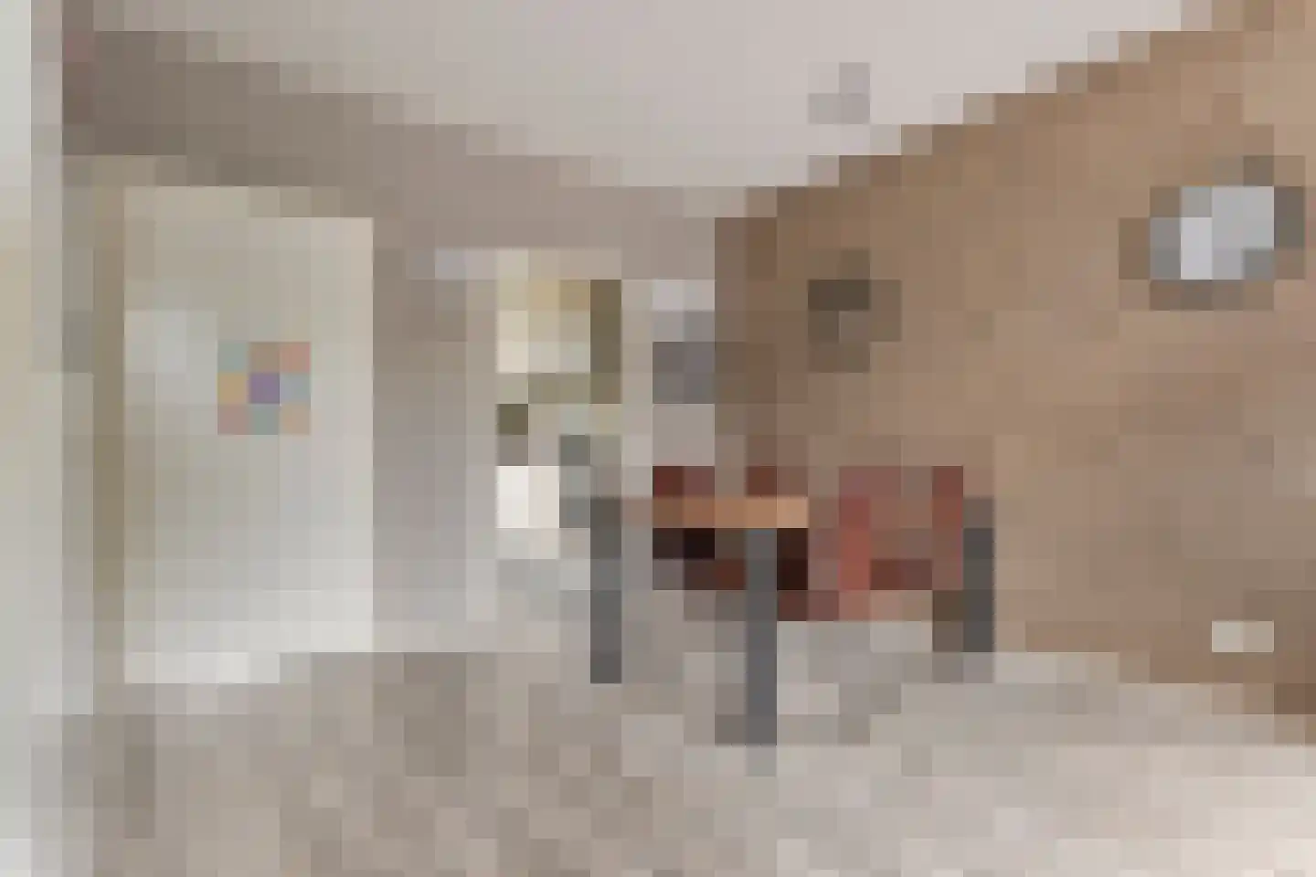 Boekweitstraat 27 Slagharen thumbnail 9