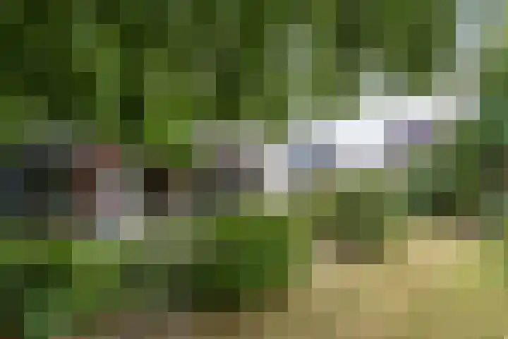 Boekweitstraat 5 Riethoven thumbnail 32