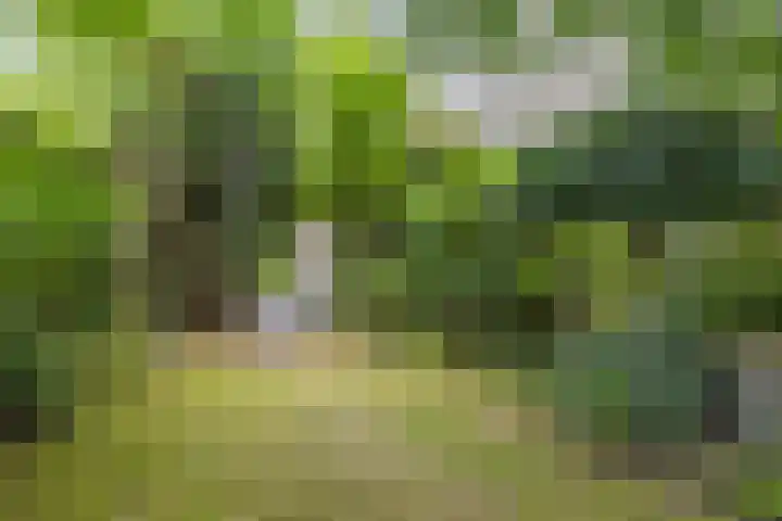 Boekweitstraat 5 Riethoven thumbnail 34