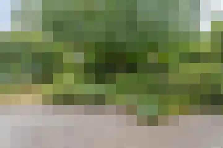 Boekweitstraat 5 Riethoven thumbnail 5
