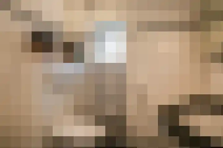 Boekweitveld 11 Hoevelaken thumbnail 21