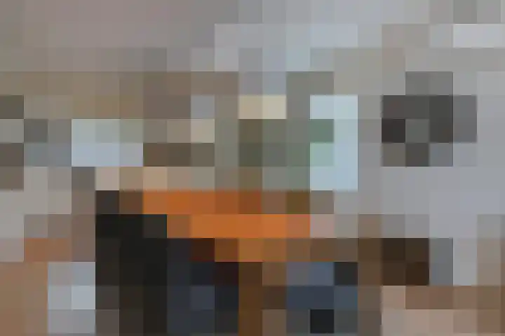 Boekweitveld 11 Hoevelaken thumbnail 9