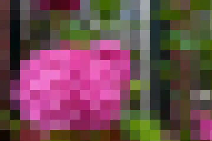 Boelekade 6 Gouda thumbnail 6