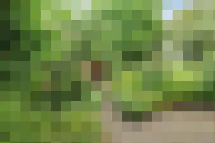 Boelemaheerd 6 Groningen thumbnail 6