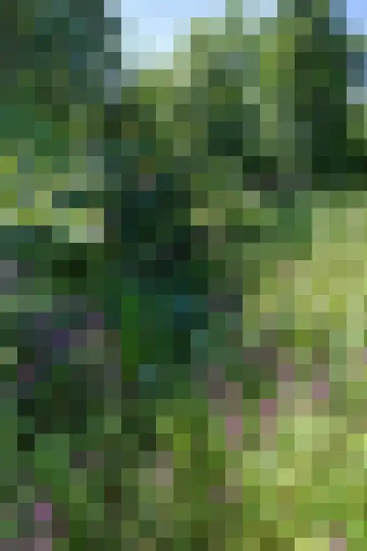 Boelewijk 5 De Wilp thumbnail 111
