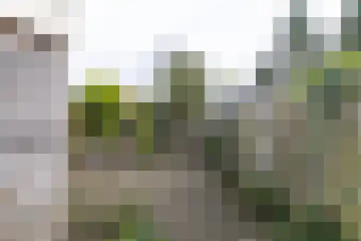 Boerdijk 5 c Enter thumbnail 24