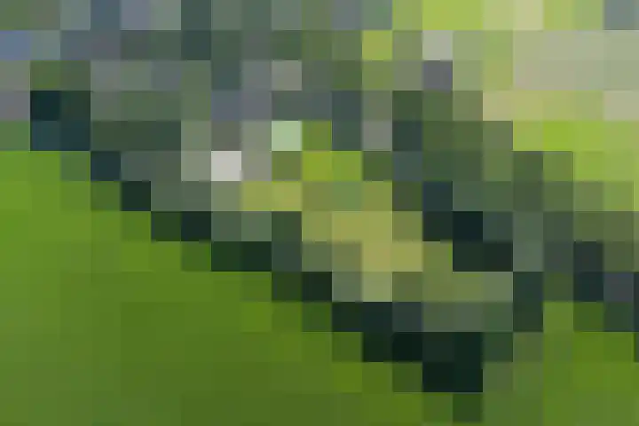 Boerdonksedijk 43 Erp